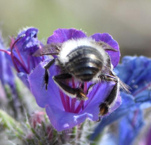 Anthophora plumipes